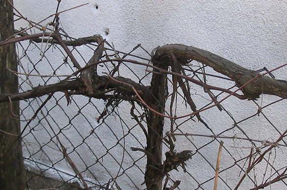 Fotografija trsa na ogradi